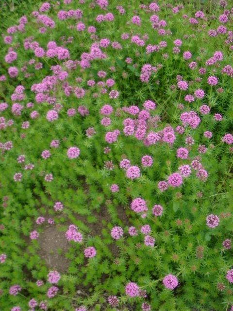 Phuopsis stylosa 2